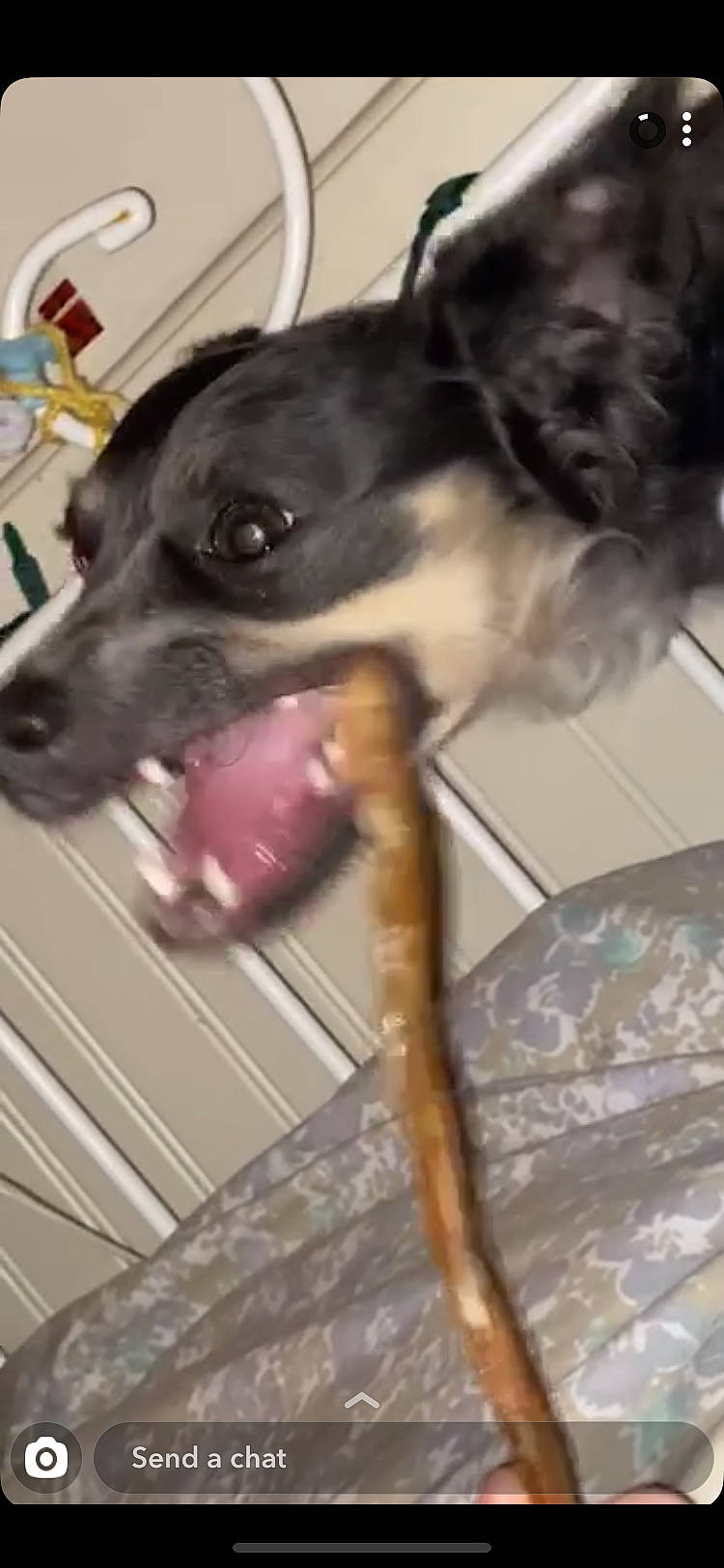 Atlas is registered to the contest to win money with this photo: carnivore, collar, companion_dog, dog, dog_breed, dog_collar, dog_supply, fawn, fur, guard_dog, paw, pet_supply, sighthound, snout, sporting_group, tail, toy_dog, whiskers, working_animal, working_dog