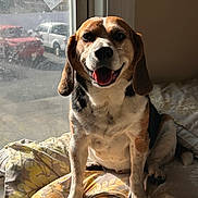 Deadpool joined the competition — help win amazing prizes! dog, beagle, pet, indoor, bed, blanket, window, sunlight, happy, smiling, ears, tongue, fur, animal, domestic, resting, comfortable, home, cute, portrait