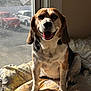 dog, beagle, pet, indoor, bed, blanket, window, sunlight, happy, smiling, ears, tongue, fur, animal, domestic, resting, comfortable, home, cute, portrait