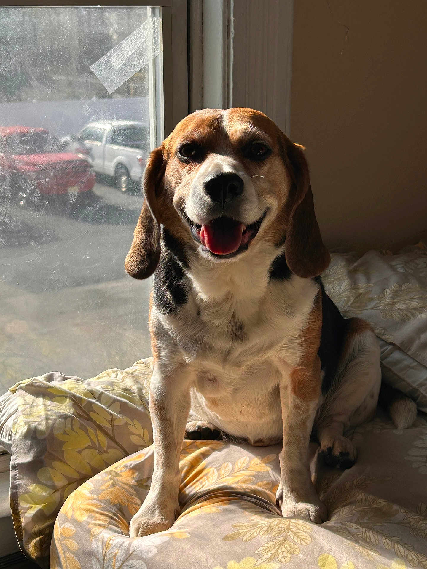 Deadpool joined the competition — help win amazing prizes! dog, beagle, pet, indoor, bed, blanket, window, sunlight, happy, smiling, ears, tongue, fur, animal, domestic, resting, comfortable, home, cute, portrait