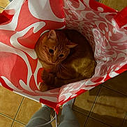 Aimy participe au concours pour gagner de l'argent avec cette photo : cat, container, cozy, curiosity, curled_up, cute, ears, floor_tiles, gray_pants, indoor, legs, looking_up, orange_tabby, patterned_bag, person, pet, shopping_bag, socks, soft_lighting, whiskers