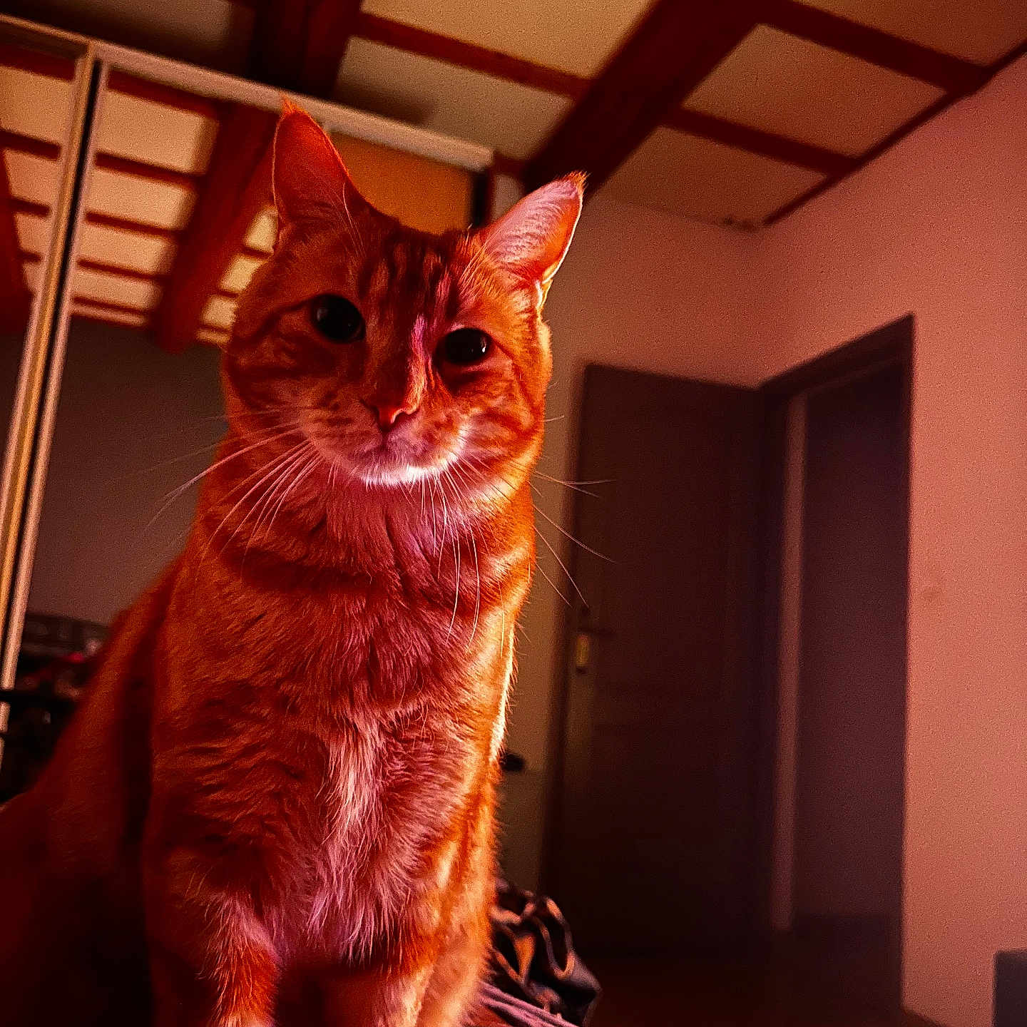 Aimy