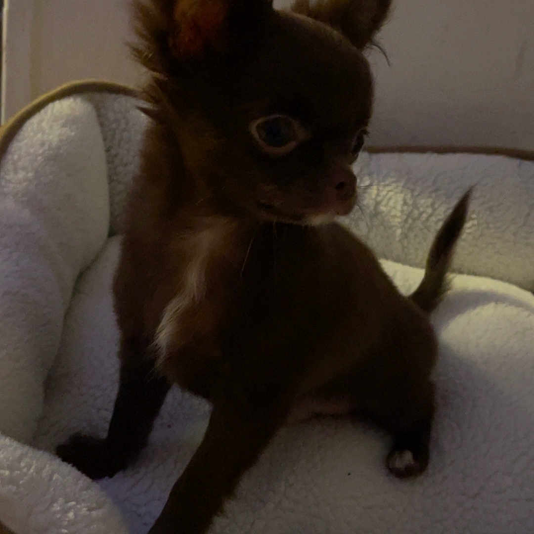 Guizmo a rejoint le concours — aidez-le/la à gagner de superbes lots ! alert, animal, brown, chihuahua, companion, cozy, curious, cute, dog, domestic_animal, ears, fluffy, furry, indoor, pet, pet_bed, puppy, sitting, small_dog, young