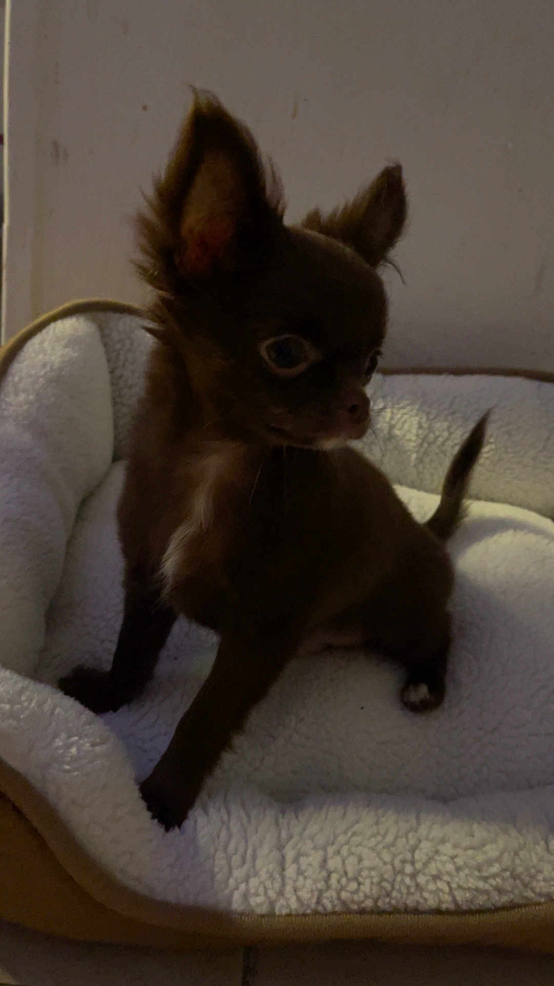 Guizmo a rejoint le concours — aidez-le/la à gagner de superbes lots ! dog, puppy, chihuahua, pet_bed, cozy, small_dog, indoor, furry, ears, alert, curious, fluffy, brown, animal, companion, cute, pet, domestic_animal, sitting, young