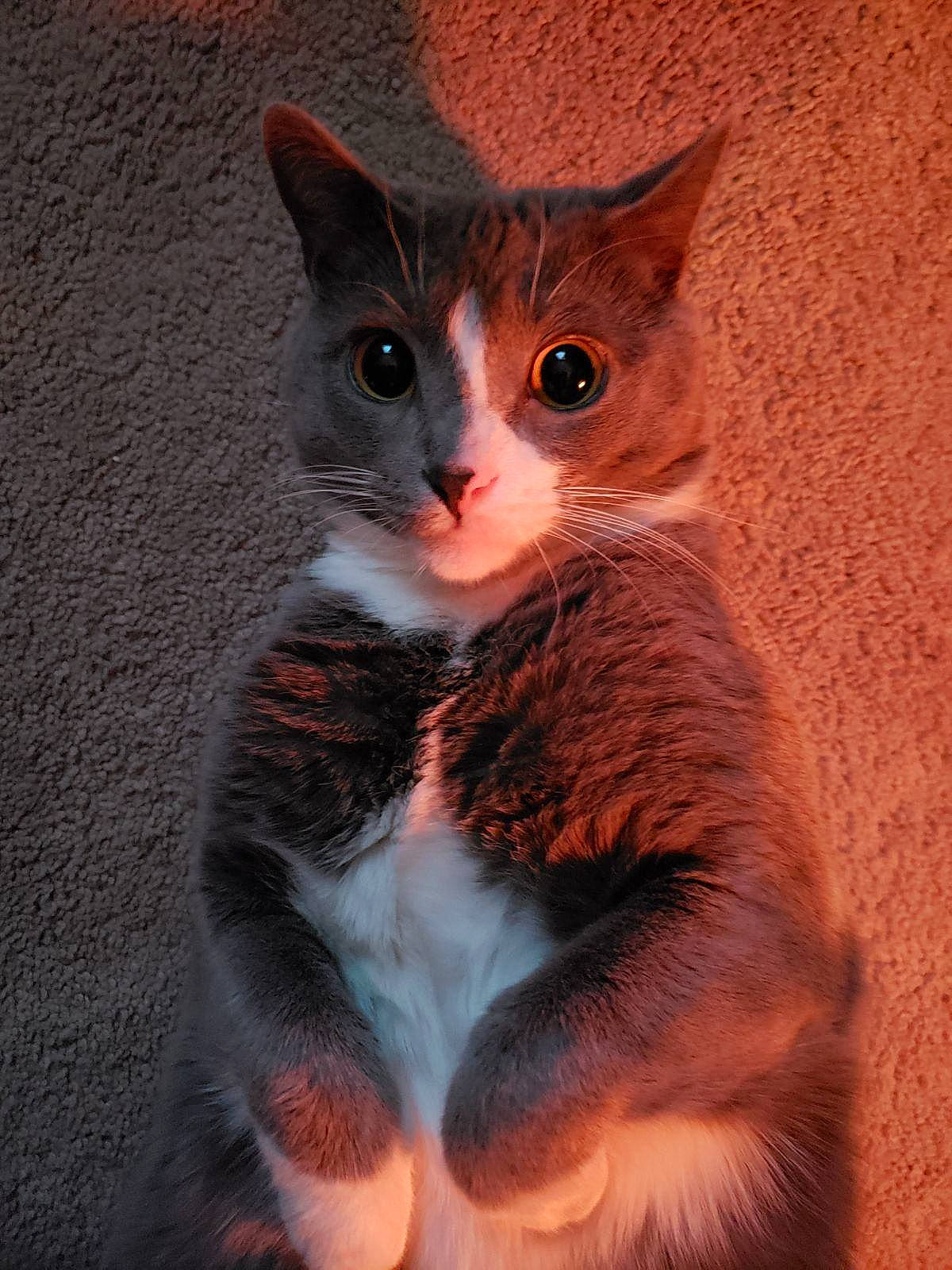 Morty is registered to the contest to win money with this photo: carnivore, cat, claw, domestic_short_haired_cat, ear, eye, fawn, felidae, fur, head, iris, paw, photo_caption, sitting, small_to_medium_sized_cats, snout, tail, terrestrial_animal, whiskers, window