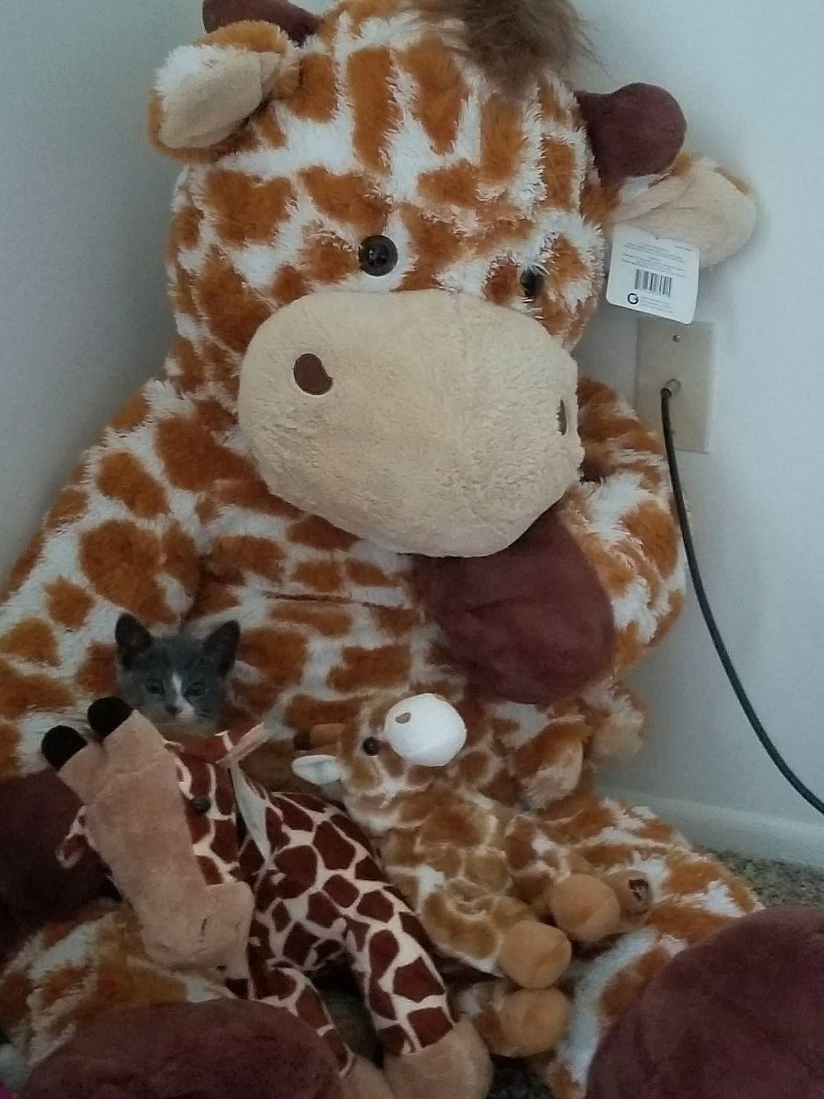 Morty is registered to the contest to win money with this photo: baby_toys, brown, fawn, fish, fur, giraffe, giraffidae, linens, livestock, natural_material, pattern, plush, room, stuffed_toy, terrestrial_animal, textile, toy, white, working_animal