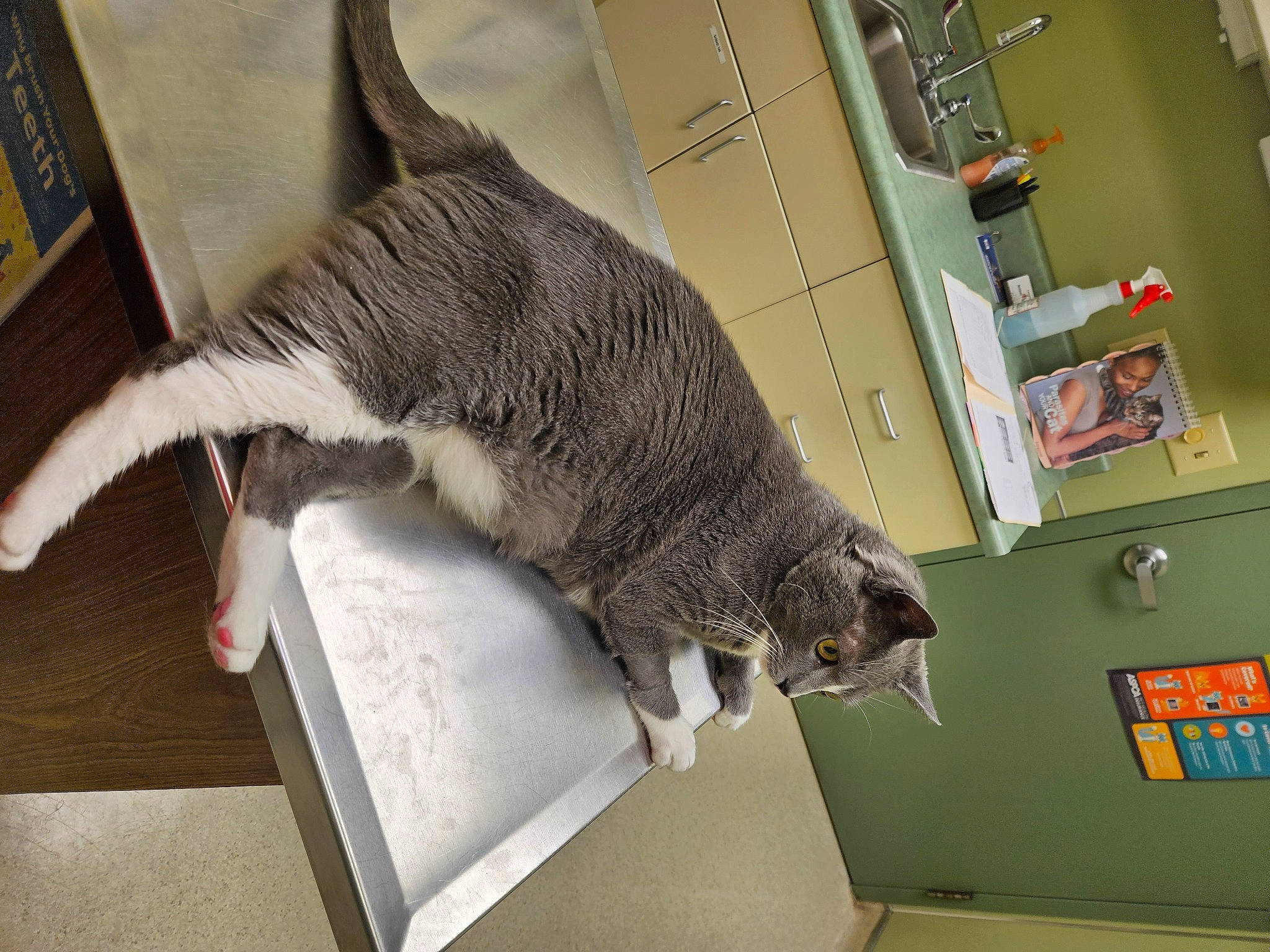 Morty joined the competition — help win amazing prizes! carnivore, cat, claw, comfort, domestic_short_haired_cat, felidae, fur, nap, paw, picture_frame, room, shelf, shelving, small_to_medium_sized_cats, snout, tail, whiskers