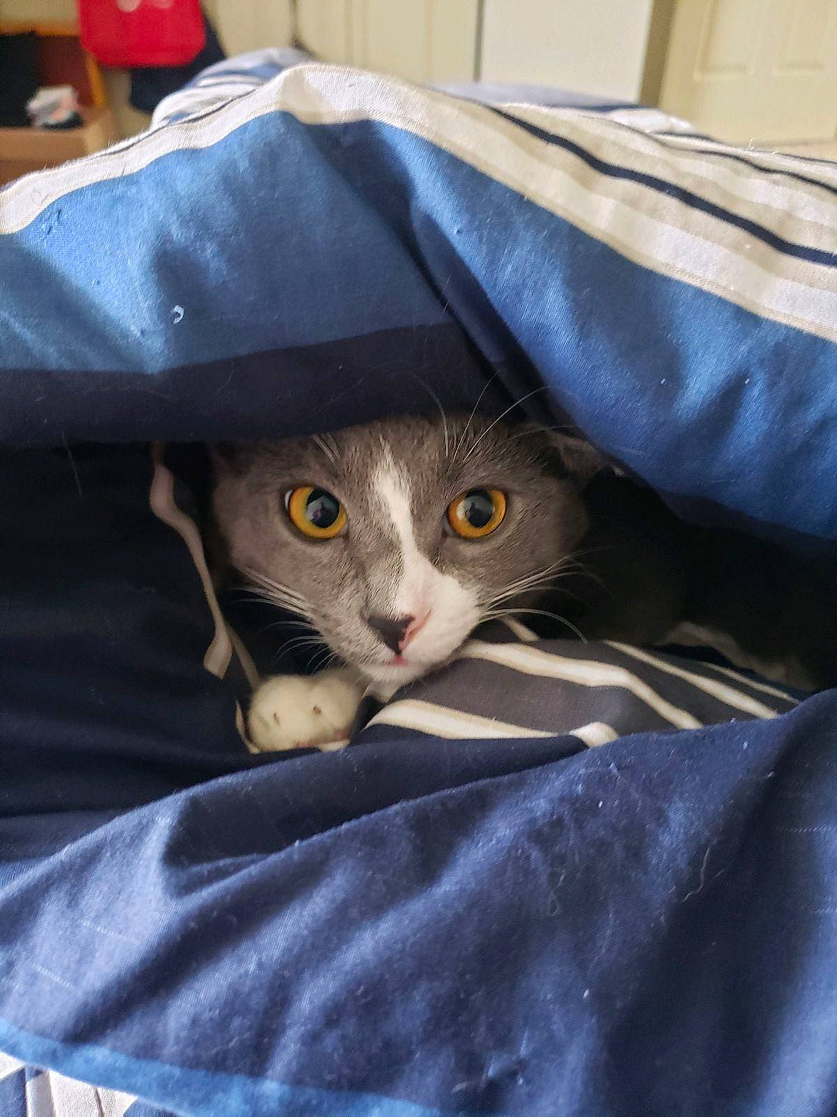 Morty is registered to the contest to win money with this photo: bag, blanket, carnivore, cat, comfort, domestic_short_haired_cat, electric_blue, felidae, fur, grey, linens, paper_bag, sleeve, small_to_medium_sized_cats, whiskers