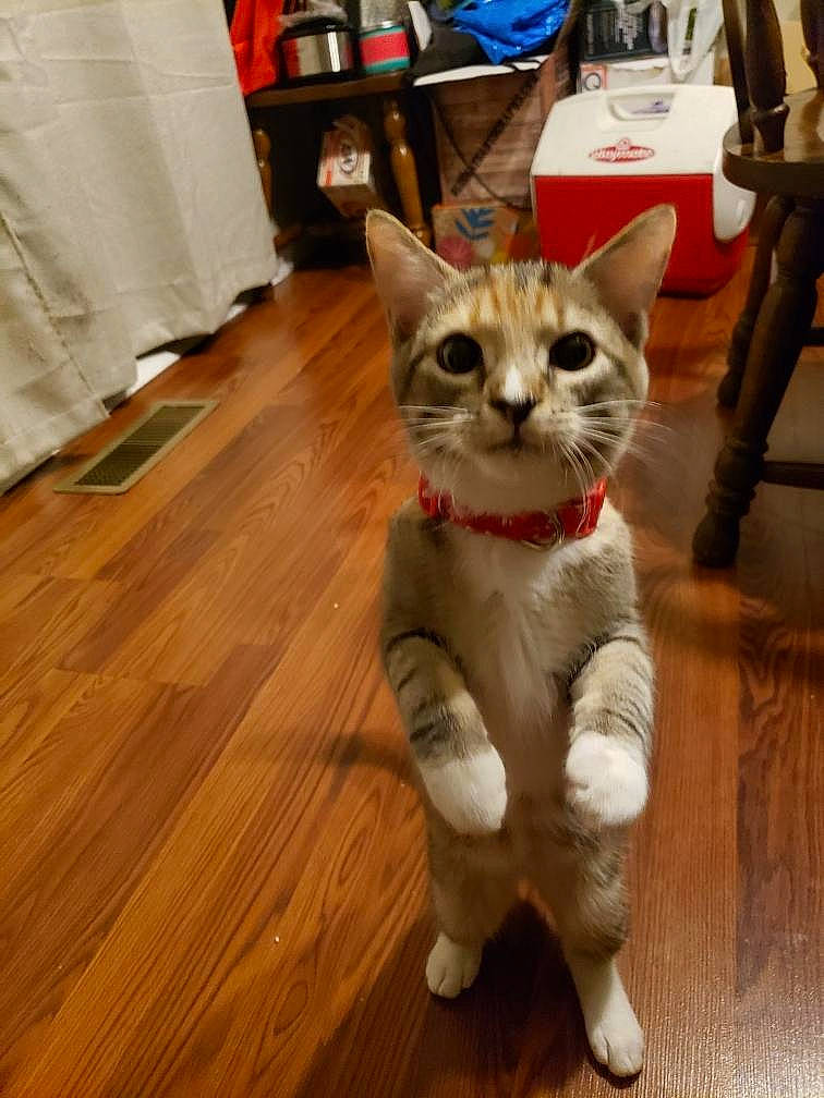 Clementine is registered to the contest to win money with this photo: carnivore, cat, domestic_short_haired_cat, eye, fawn, felidae, floor, flooring, fur, hardwood, laminate_flooring, paw, small_to_medium_sized_cats, snout, tail, varnish, whiskers, wood, wood_flooring, wood_stain