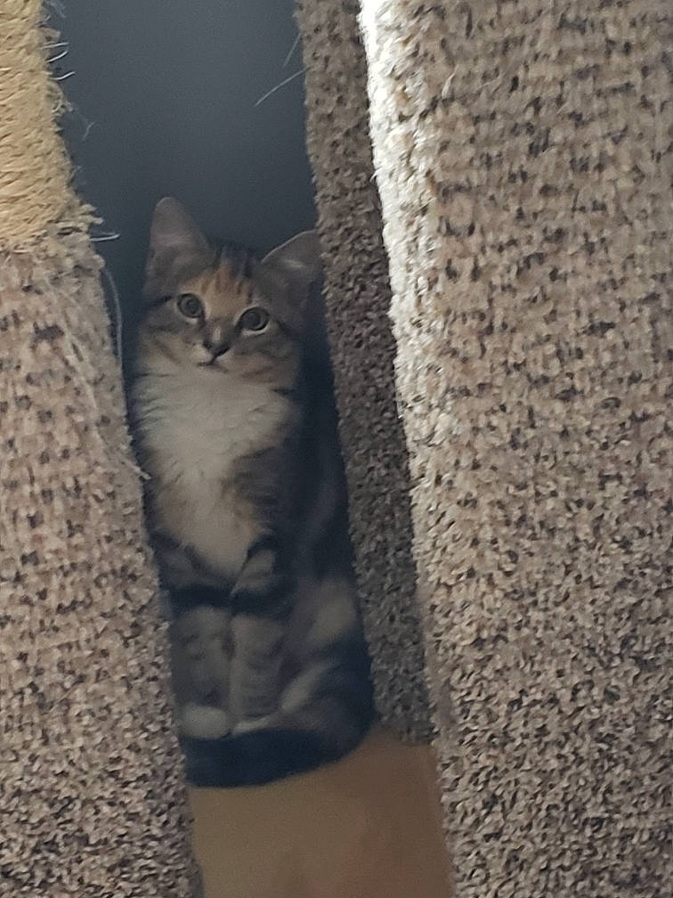 Clementine joined the competition — help win amazing prizes! carnivore, cat, domestic_short_haired_cat, door, fawn, felidae, fur, grey, pattern, paw, plant, small_to_medium_sized_cats, snout, tail, tree, trunk, whiskers, wildlife, window, wood