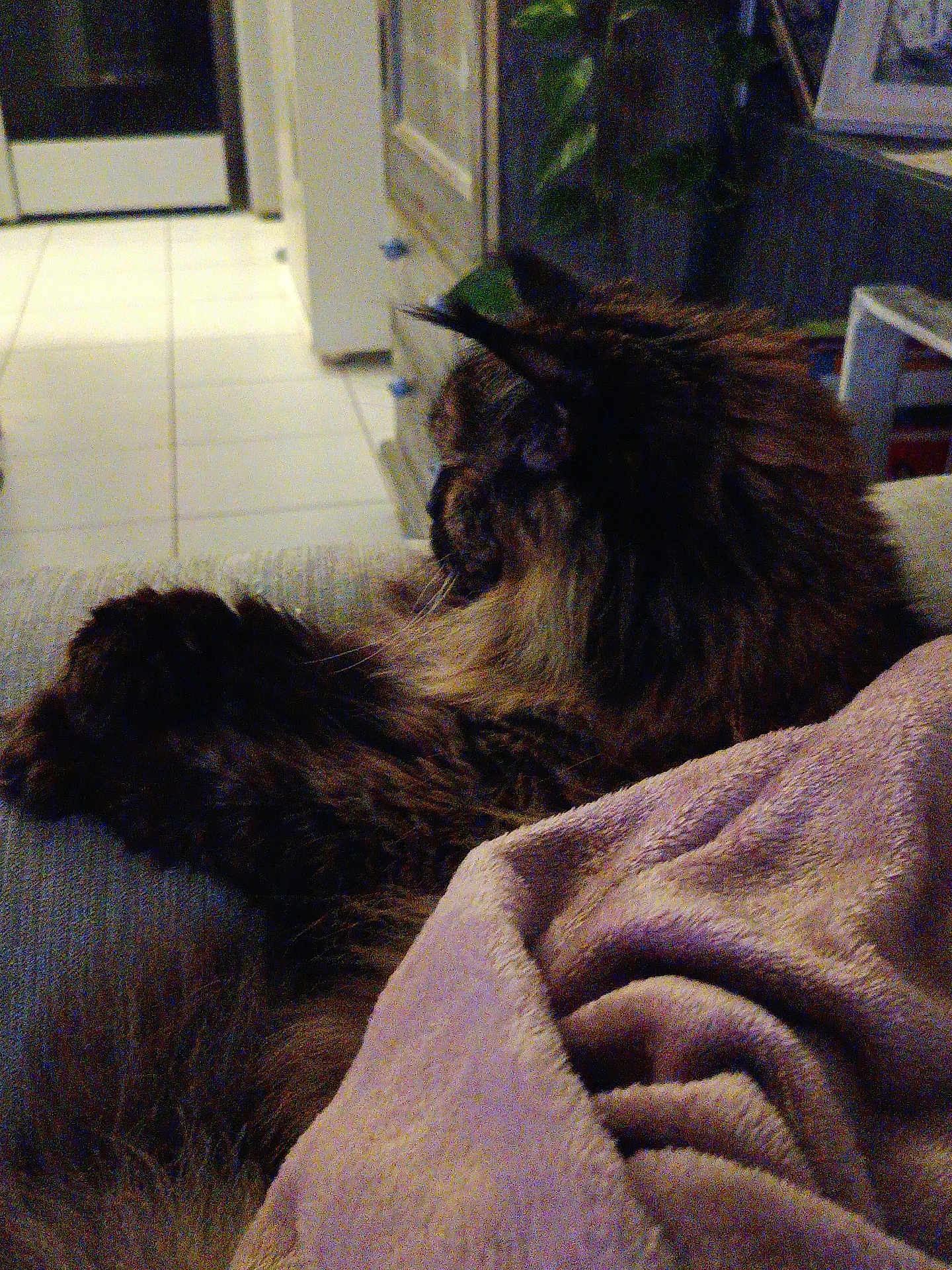 Isis participe au concours pour gagner de l'argent avec cette photo : cat, fluffy, feline, indoor, couch, blanket, relaxed, pet, fur, side_view, cozy, home, animal, mammal, resting, soft_texture, living_room, domestic, quiet, comfort