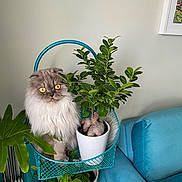 Marpha is registered to the contest to win money with this photo: cat, plant, potted_plant, green_leaves, furniture, blue_couch, indoor, pet, fluffy_cat, yellow_eyes, houseplant, decor, living_room, metal_stand, curious_cat, leaf, white_pot, cozy, domestic_cat, cute