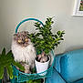 cat, plant, potted_plant, green_leaves, furniture, blue_couch, indoor, pet, fluffy_cat, yellow_eyes, houseplant, decor, living_room, metal_stand, curious_cat, leaf, white_pot, cozy, domestic_cat, cute