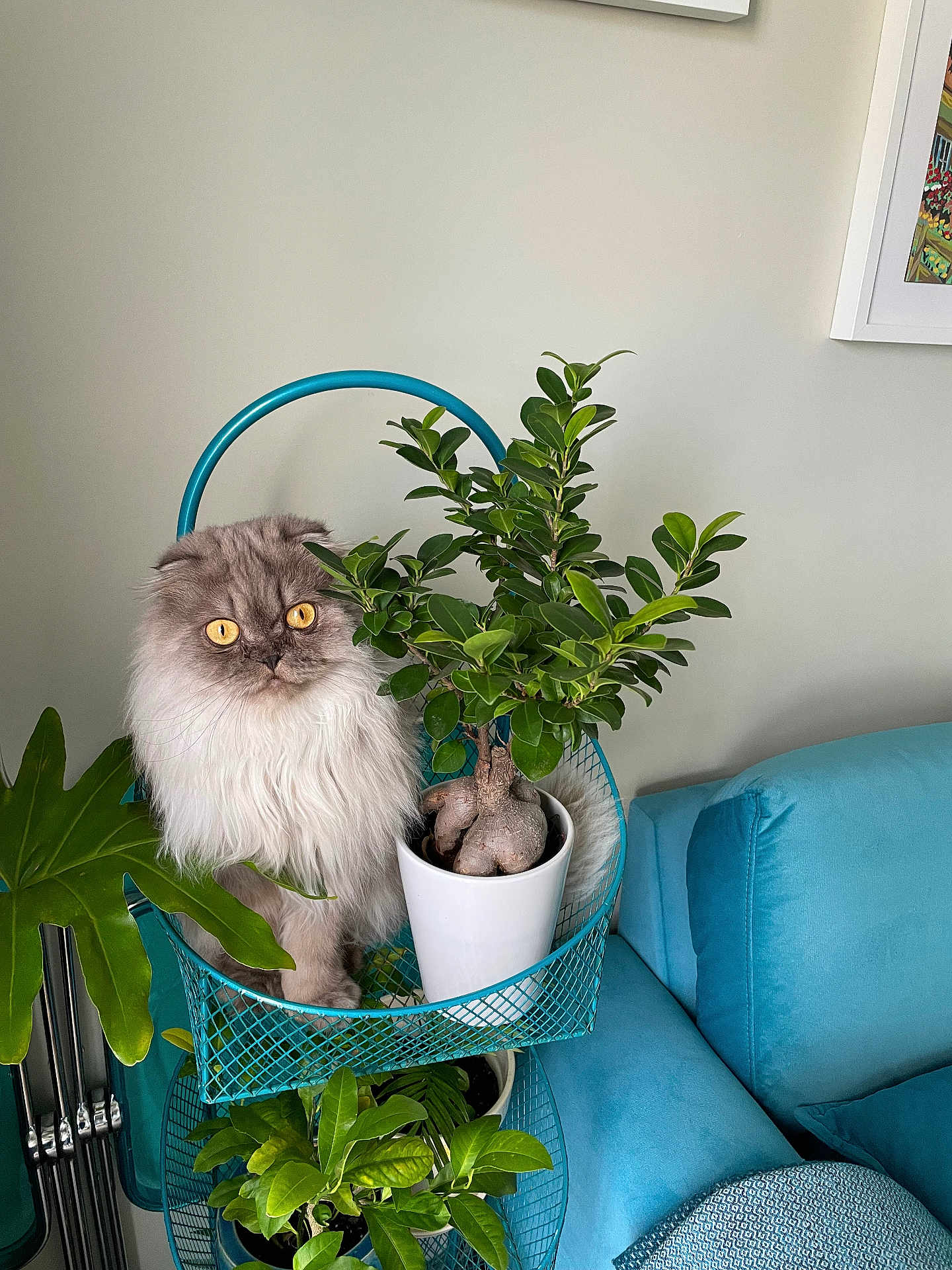 Marpha is registered to the contest to win money with this photo: cat, plant, potted_plant, green_leaves, furniture, blue_couch, indoor, pet, fluffy_cat, yellow_eyes, houseplant, decor, living_room, metal_stand, curious_cat, leaf, white_pot, cozy, domestic_cat, cute