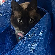 Kiki joined the competition — help win amazing prizes! animal, bell, blue_tarp, cat, close_up, collar, curious, ears, expression, face, fur, indoor, light, peeking, pet, playful, shiny, siamese_cat, texture, whiskers