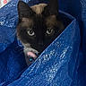 animal, bell, blue_tarp, cat, close_up, collar, curious, ears, expression, face, fur, indoor, light, peeking, pet, playful, shiny, siamese_cat, texture, whiskers