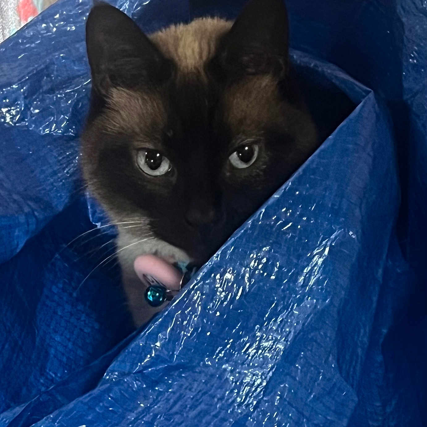 Kiki