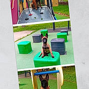 Murphy a rejoint le concours — aidez-le/la à gagner de superbes lots ! belgian_malinois, colorful, daytime, dog, grass, greenery, metal_slide, outdoor, park, pet, plastic_play_structures, play_equipment, playful, playground, puppy, sitting, slide, tongue_out, trees, young_dog