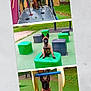belgian_malinois, colorful, daytime, dog, grass, greenery, metal_slide, outdoor, park, pet, plastic_play_structures, play_equipment, playful, playground, puppy, sitting, slide, tongue_out, trees, young_dog
