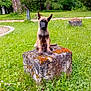adorable, alert, animal, canine, closeup, cute, daylight, dog, ears, grass, greenery, moss, nature, outdoor, park, puppy, sitting, stone, trees, young_dog