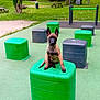 animal, bench, block, canine, cute, daylight, dog, exercise_equipment, fun, grass, greenery, nature, outdoor, park, pet, playground, puppy, sitting, trees, young_dog