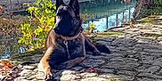 Murphy participe au concours pour gagner de l'argent avec cette photo : animal, autumn, belgian_malinois, brown, calm, cobblestone, collar, dog, fall_leaves, green, leaves, nature, outdoor, reflection, resting, river, scenic, sunlight, tree, water