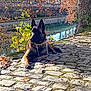 animal, autumn, belgian_malinois, brown, calm, cobblestone, collar, dog, fall_leaves, green, leaves, nature, outdoor, reflection, resting, river, scenic, sunlight, tree, water