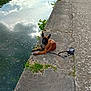 animal, calm, clouds, daytime, dog, greenery, landscape, leash, nature, outdoor, pet, quiet, reflection, relaxing, river, scenic, sidewalk, stone_path, trees, water