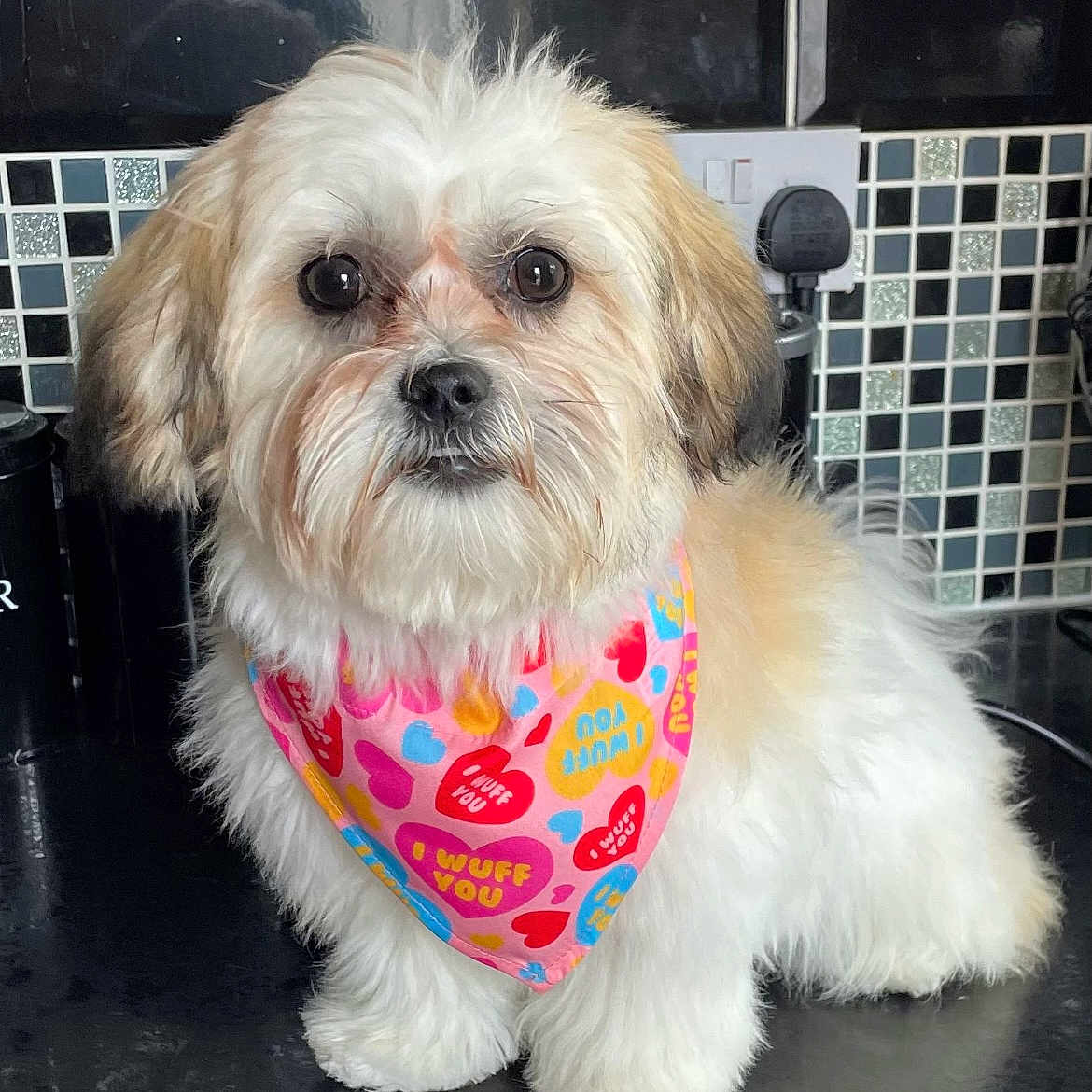 Tilly is registered to the contest to win money with this photo: accessories, affenpinscher, animal, bandana, canine, clothing, dog, formalwear, headband, indoors, jar, kitchen, pet, poodle, puppy, scarf, terrier, tie, tile, whitedog