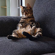 Foz is registered to the contest to win money with this photo: animal, cat, comfort, couch, cozy, curious, domestic, ears, fur, furniture, home, indoor, pet, relaxed, resting, sitting, striped, tabby_cat, tail, whiskers