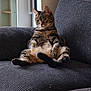 animal, cat, comfort, couch, cozy, curious, domestic, ears, fur, furniture, home, indoor, pet, relaxed, resting, sitting, striped, tabby_cat, tail, whiskers