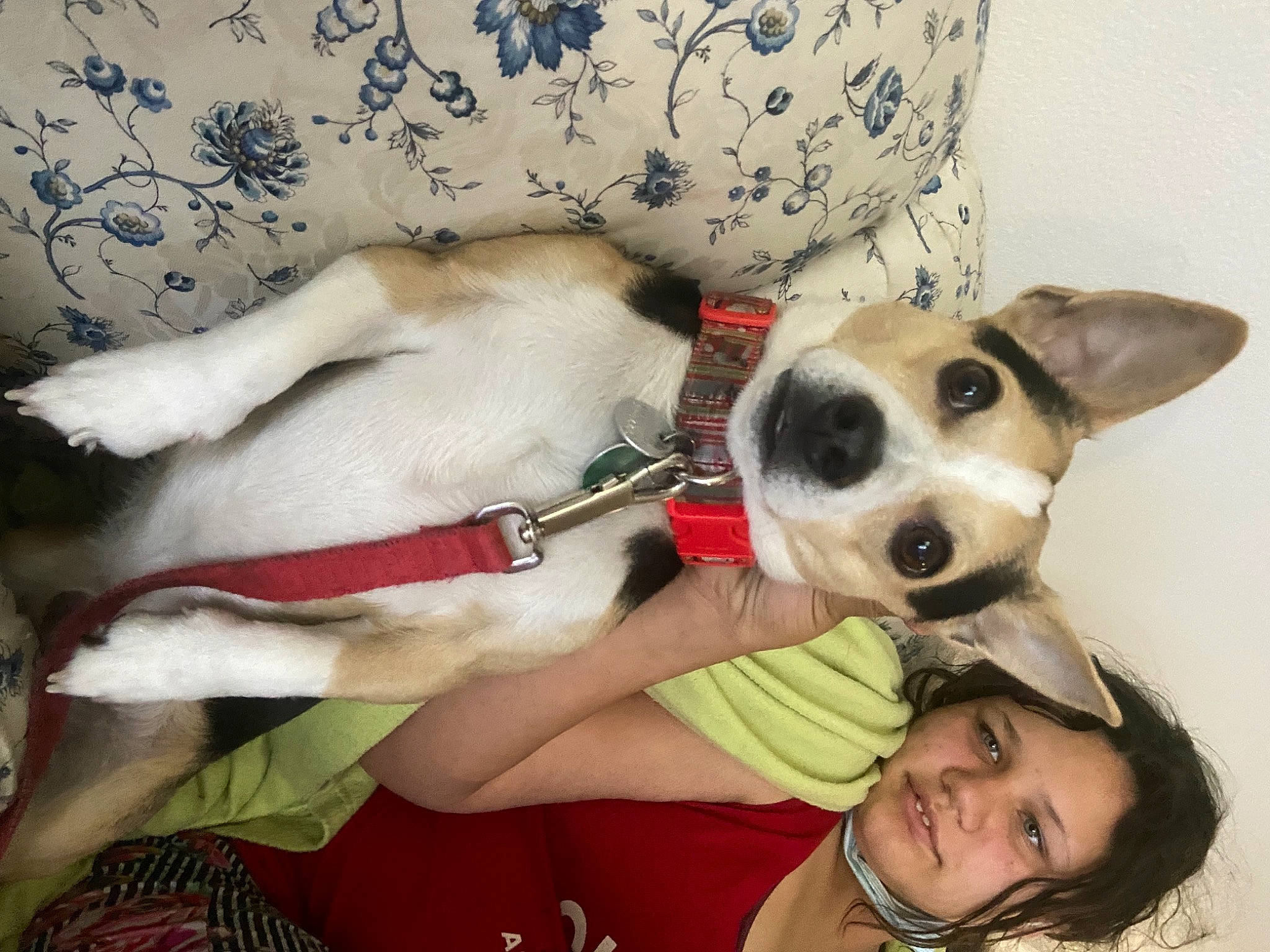 Bubba is registered to the contest to win money with this photo: carnivore, collar, comfort, companion_dog, couch, dog, dog_breed, dog_collar, dog_supply, ear, fawn, fur, happy, head, selfie, smile, snout, sporting_group, whiskers, working_animal