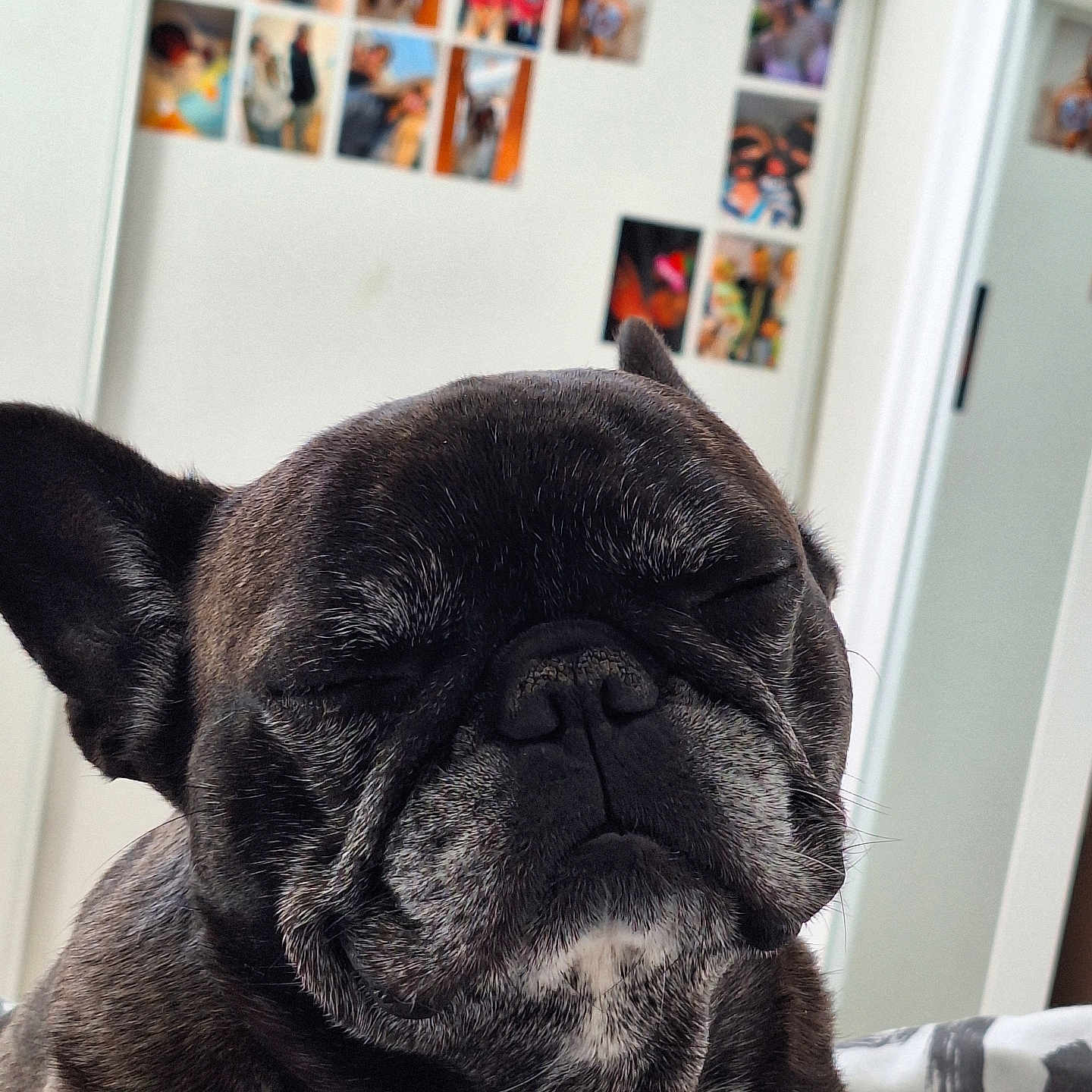 Toupy a rejoint le concours — aidez-le/la à gagner de superbes lots ! animal, art, artgallery, bed, bookcase, boxer, bulldog, canine, dog, frenchbulldog, furniture, head, indoors, interiordesign, person, pet, pitbull, pug, puppy, shelf