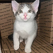 Lola-Girl joined the competition — help win amazing prizes! kitten, cat, cardboard_box, pet, animal, cute, feline, whiskers, pink_nose, indoor, curious, young, small, fur, ears, paw, looking, alert, domestic_cat, closeup