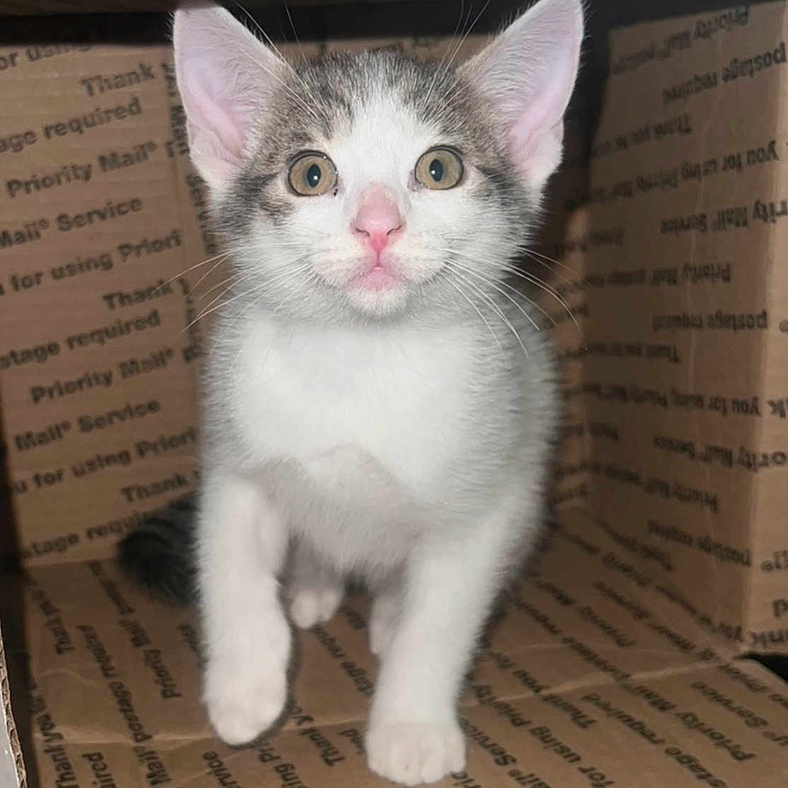 Lola-Girl joined the competition — help win amazing prizes! kitten, cat, cardboard_box, pet, animal, cute, feline, whiskers, pink_nose, indoor, curious, young, small, fur, ears, paw, looking, alert, domestic_cat, closeup