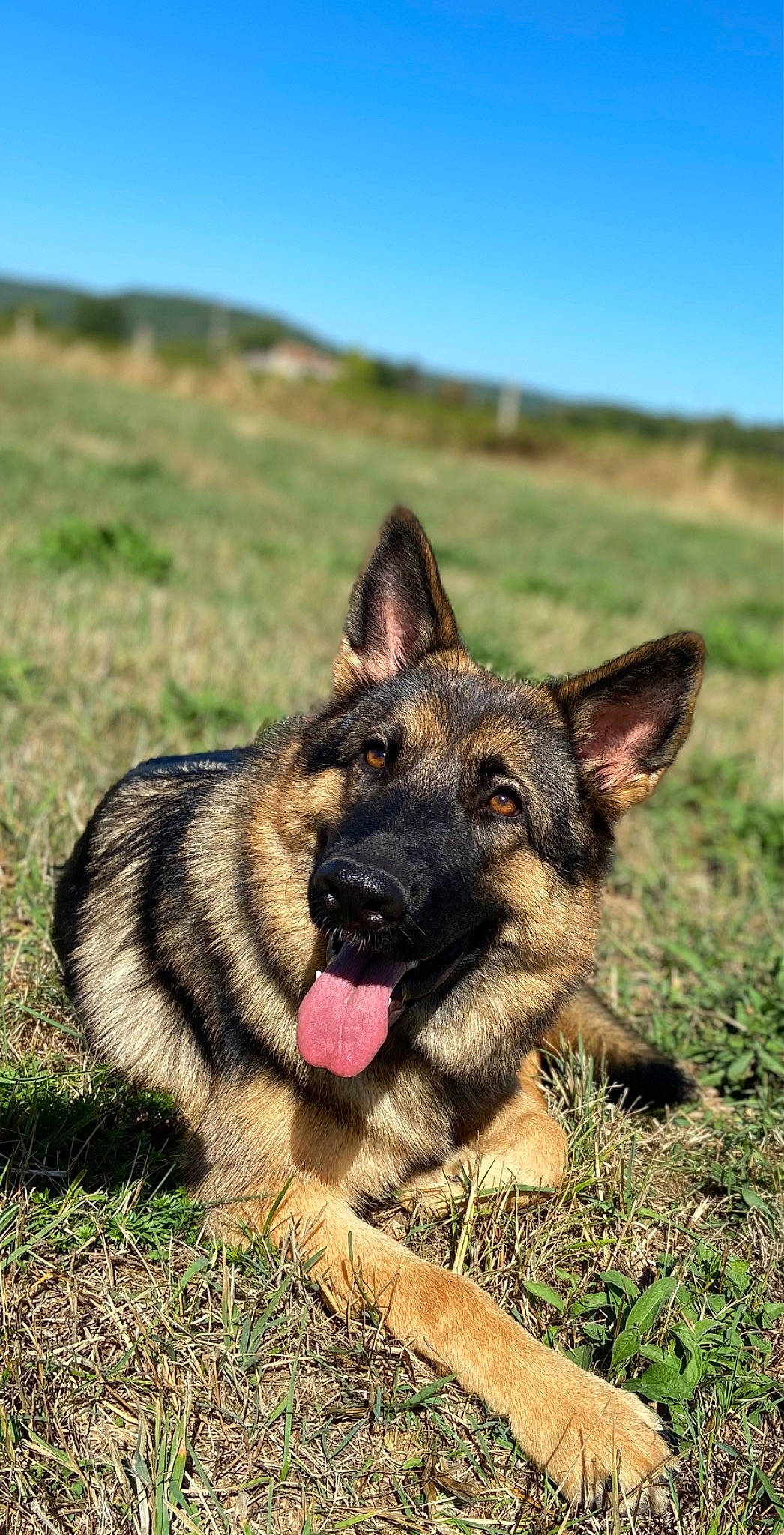 Trixie participe au concours pour gagner de l'argent avec cette photo : canidae, carnivore, companion_dog, dog, dog_breed, east_european_shepherd, fawn, german_shepherd_dog, grass, grassland, herding_dog, king_shepherd, landscape, old_german_shepherd_dog, plant, sky, snout, sporting_group, terrestrial_animal, working_dog