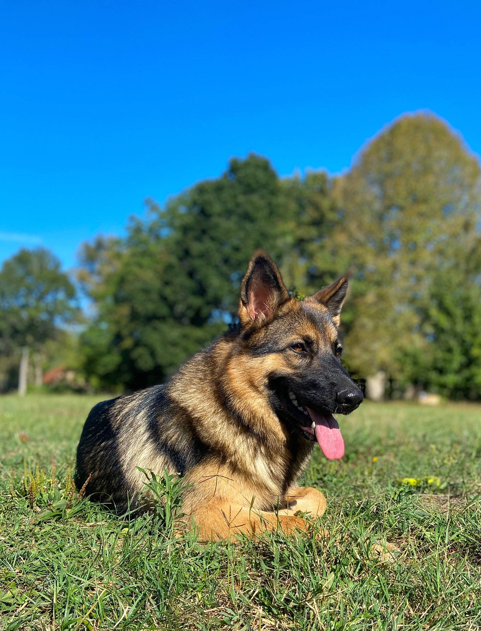 Trixie participe au concours pour gagner de l'argent avec cette photo : canidae, carnivore, companion_dog, dog, dog_breed, dog_supply, east_european_shepherd, fawn, german_shepherd_dog, grass, herding_dog, king_shepherd, old_german_shepherd_dog, plant, sky, snout, sporting_group, tree, vehicle, working_dog