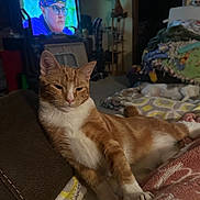 Iggy Thor joined the competition — help win amazing prizes! cat, orange_cat, white_cat, lounging, blanket, indoor, television, person_on_tv, glasses, headscarf, furniture, cozy, relaxed, living_room, soft_light, couch, home, pet, sleepy, comfort