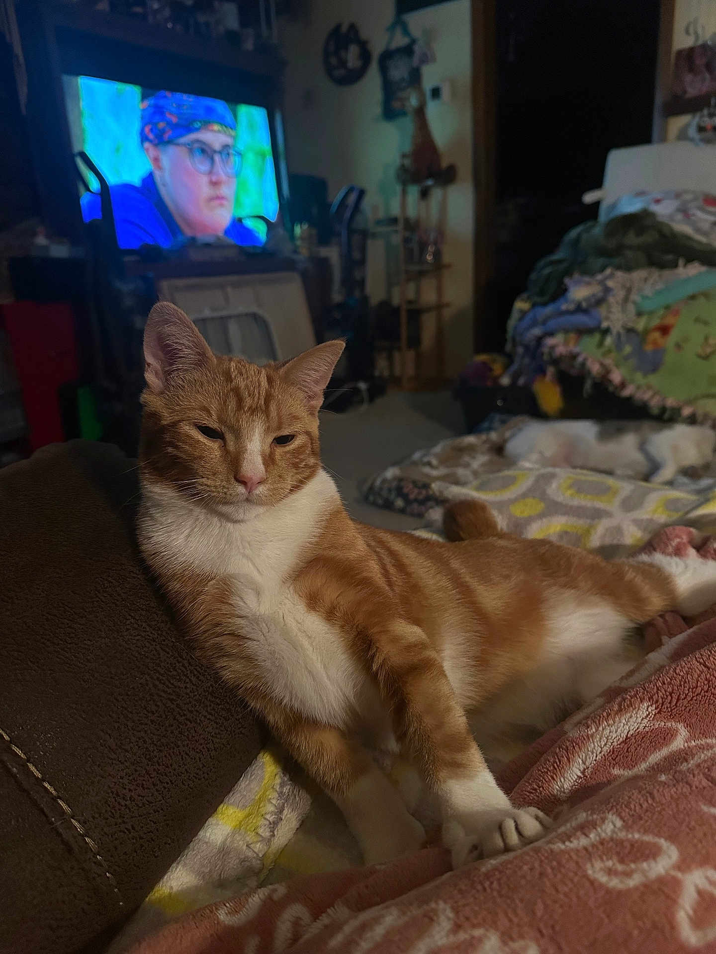 Iggy Thor joined the competition — help win amazing prizes! cat, orange_cat, white_cat, lounging, blanket, indoor, television, person_on_tv, glasses, headscarf, furniture, cozy, relaxed, living_room, soft_light, couch, home, pet, sleepy, comfort