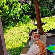 Nala joined the competition — help win amazing prizes! cat, orange_and_white_cat, garden, greenery, grass, flower, purple_flower, stone_ledge, sunlight, outdoor, relaxed, pet, animal, nature, leaf, shrub, daylight, peaceful, wooden_post, birdbath
