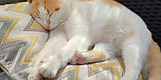 Nala is registered to the contest to win money with this photo: cat, sleeping, orange_and_white, cushion, zigzag_pattern, outdoor, chair, pet, relaxed, sunlight, feline, resting, cozy, paws, whiskers, fur, closeup, domestic_animal, comfort, nap