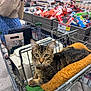 Martin is registered to the contest to win money with this photo: animal, cat, cozy, curious, floor, food_packaging, green_eyes, grocery_aisle, metal_cart, person_partial, pet, pet_bed, pet_carrier, portrait, product_display, shelves, shopping_cart, supermarket, tabby_cat, whiskers