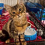 Martin joined the competition — help win amazing prizes! blanket, blue_bowl, cage, cat, close_up, curious, food_bowl, fur, indoor, kibble, kitten, litter_box, metal_bars, paws, pet, portrait, tabby, toy, whiskers, wide_eyes