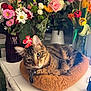 bed, bouquet, cat, collar, cozy, daisies, floral_arrangement, flowers, fur, indoor, pet, portrait, resting, rose, tabby_cat, table, tag, tulips, vase, window