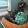 cat, cozy, cushion, cute, flowers, fur, green_sweater, home, indoor, nap, peaceful, pet_bed, portrait, side_table, sleeping_cat, soft_light, sweater, tabby_cat, vase, window