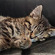 Milo joined the competition — help win amazing prizes! abyssinian, animal, armchair, cat, chair, couch, cushion, egyptiancat, furniture, homedecor, kitten, manx, ocelot, person, pet, sleeping