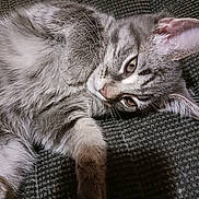 Pepper joined the competition — help win amazing prizes! animal, cat, closeup, cozy, cute, domestic_cat, fabric, fur, gray_tabby, indoor, kitten, paw, pet, relaxed, resting, sleepy, soft_fur, texture, whiskers, young