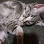 cat, kitten, gray_tabby, fur, whiskers, paw, relaxed, resting, indoor, closeup, texture, fabric, pet, animal, cute, young, sleepy, cozy, soft_fur, domestic_cat
