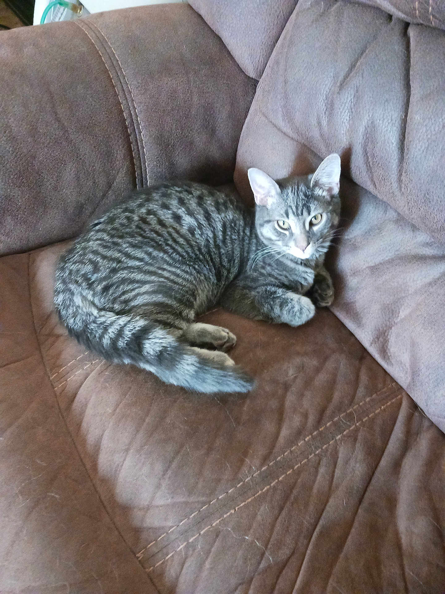 Pepper joined the competition — help win amazing prizes! cat, tabby_cat, animal, pet, feline, couch, furniture, indoor, resting, curled_up, brown, soft, cozy, relaxed, whiskers, ears, tail, fur, domestic_animal, cute