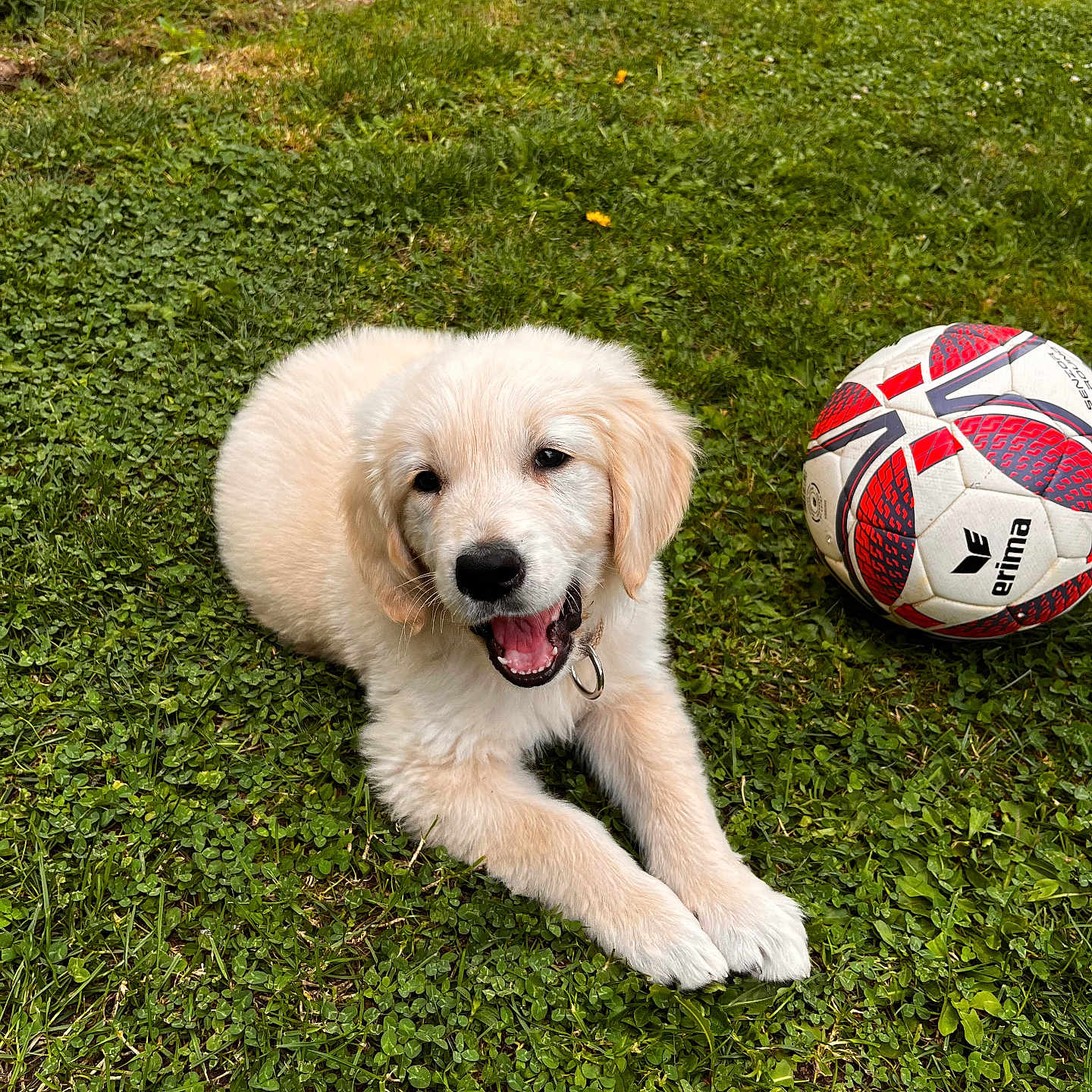 Alvaro participe au concours pour gagner de l'argent avec cette photo : animal, ball, canine, dog, field, football, goldenretriever, grass, lawn, pet, plant, puppy, soccer, soccerball, sphere, sport, tennis, tennisball, terrier, whitedog